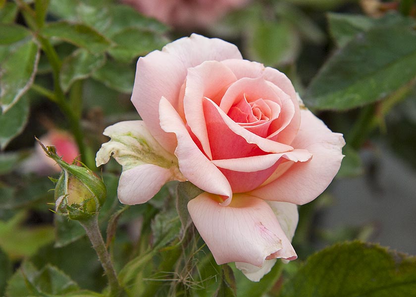 Peach Rose